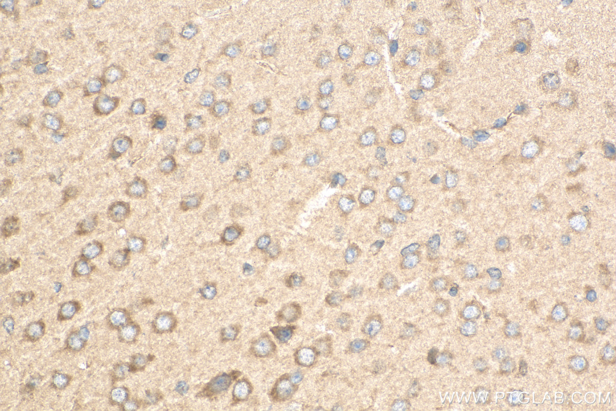 IHC staining of mouse brain using 18595-1-AP