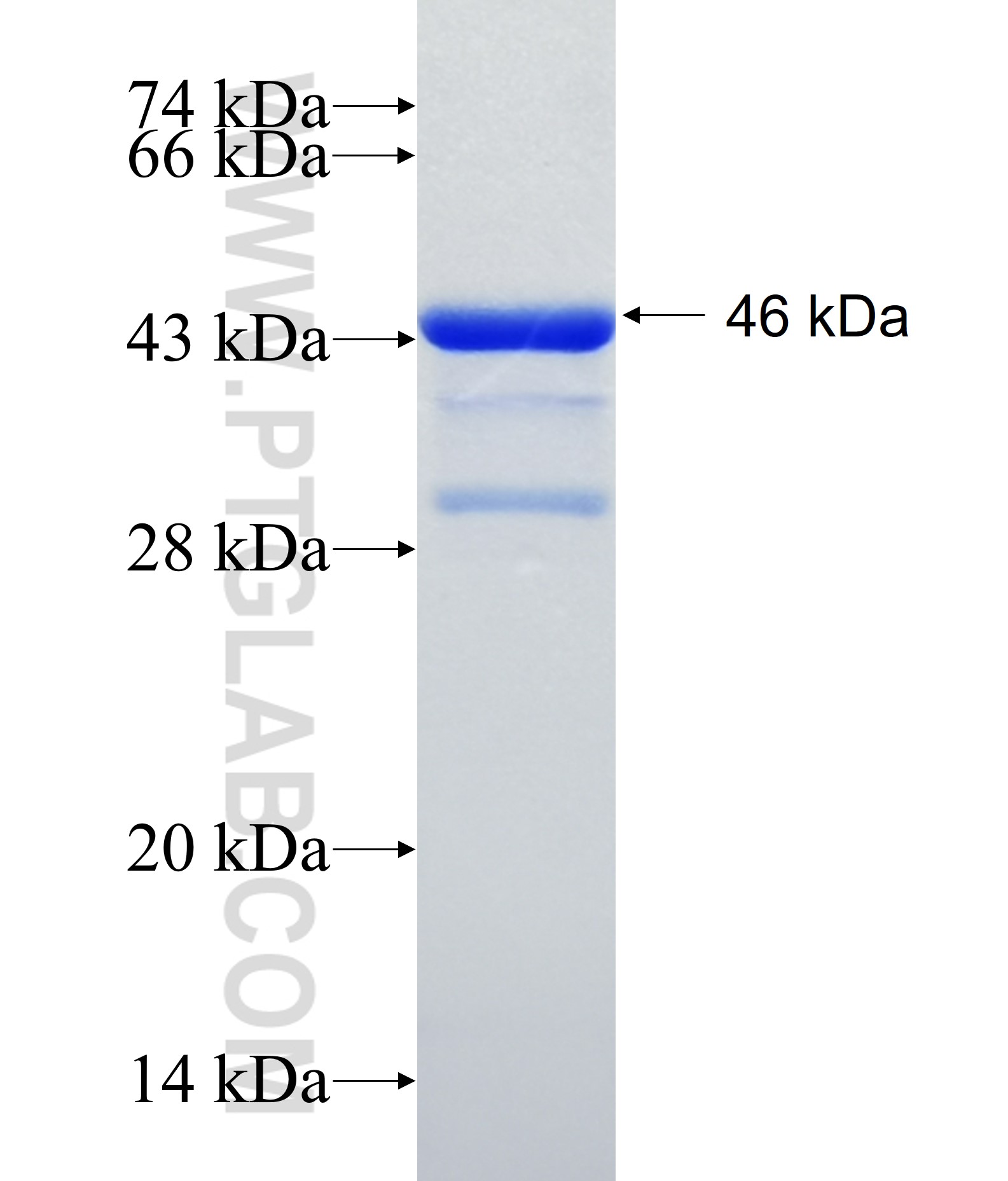 CLCN2 fusion protein Ag29046 SDS-PAGE