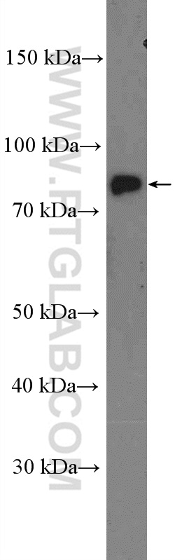 WB analysis of MDCK using 26812-1-AP