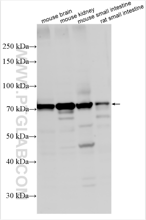 WB analysis using 29230-1-AP