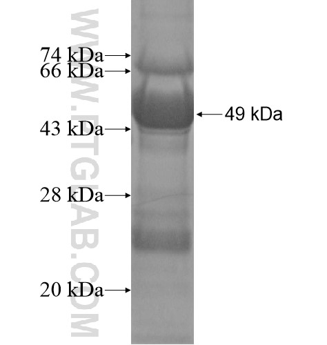 CLCN7 fusion protein Ag14130 SDS-PAGE