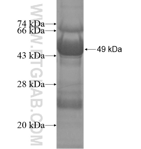 CLCN7 fusion protein Ag14130 SDS-PAGE