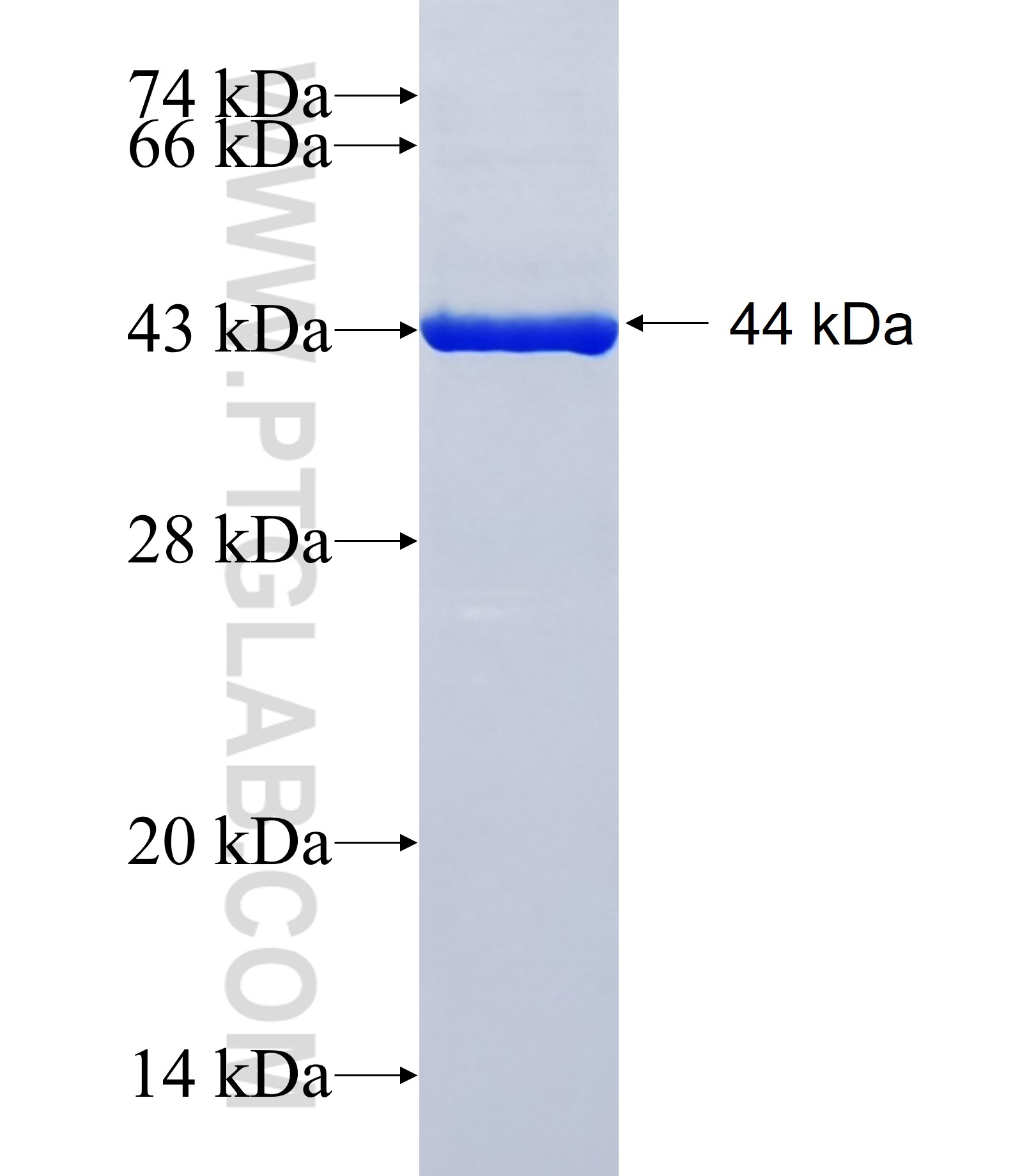 CLCNKB fusion protein Ag39950 SDS-PAGE CLCNKB fusion protein Ag39950 SDS-PAGE