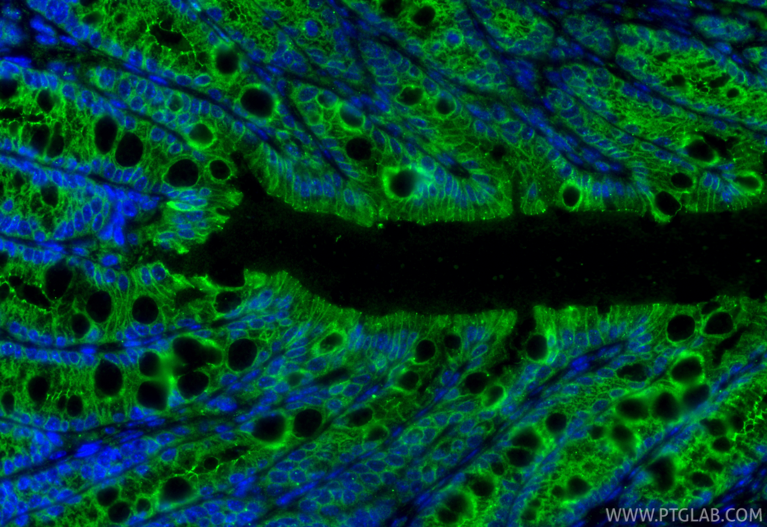 IF Staining of mouse colon using 13050-1-AP IF Staining of mouse colon using 13050-1-AP