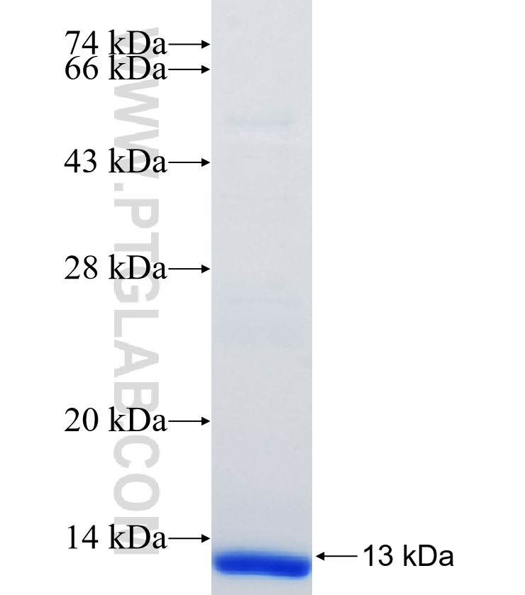 CLDN10 fusion protein Ag33403 SDS-PAGE CLDN10 fusion protein Ag33403 SDS-PAGE
