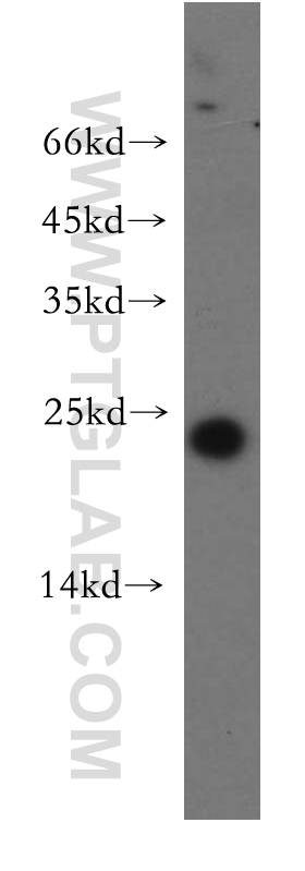 Claudin 11 Polyclonal antibody