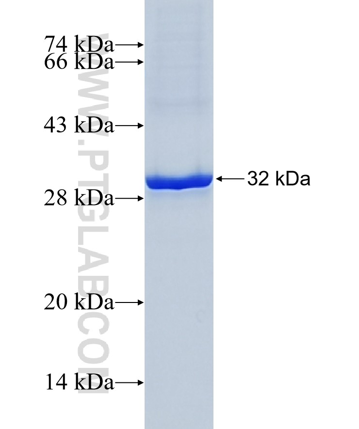 CLDN11 fusion protein Ag34212 SDS-PAGE CLDN11 fusion protein Ag34212 SDS-PAGE