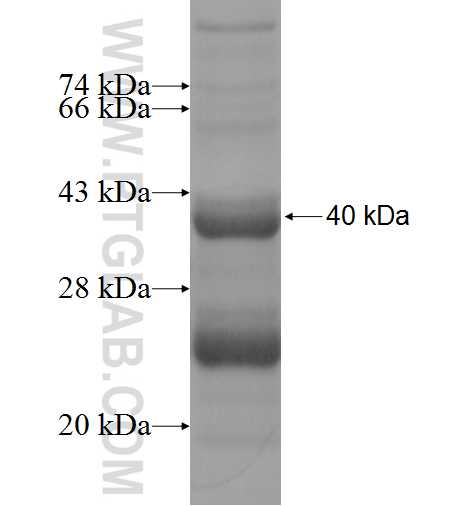 CLDN11 fusion protein Ag2764 SDS-PAGE