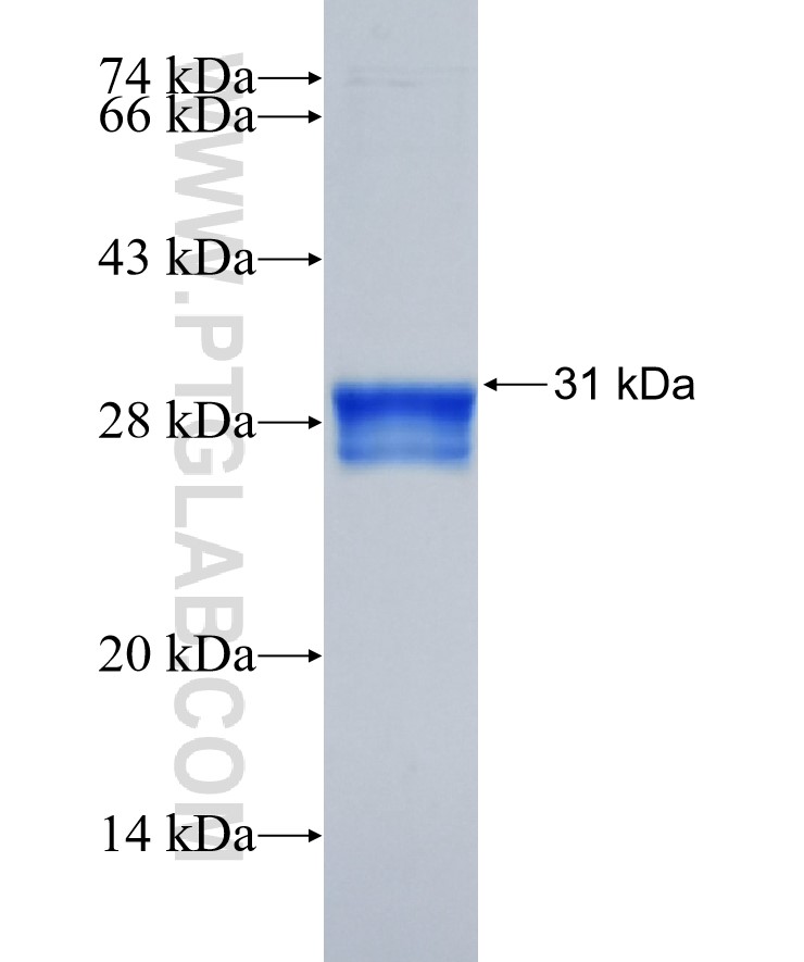 CLDN2 fusion protein Ag25527 SDS-PAGE