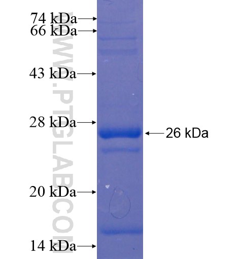 CLDN20 fusion protein Ag13510 SDS-PAGE CLDN20 fusion protein Ag13510 SDS-PAGE