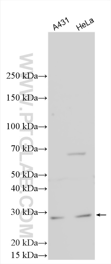 WB analysis using 20724-1-AP
