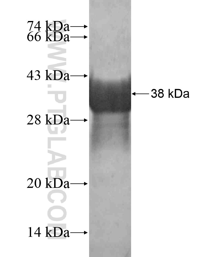 CLDN23 fusion protein Ag18189 SDS-PAGE