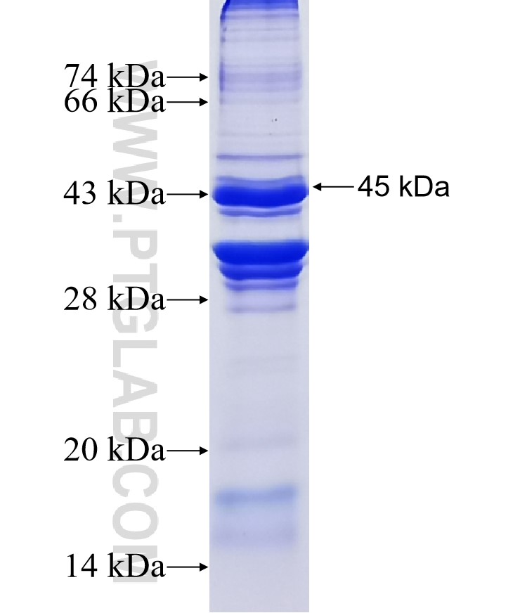 CLDN6 fusion protein Ag7828 SDS-PAGE CLDN6 fusion protein Ag7828 SDS-PAGE