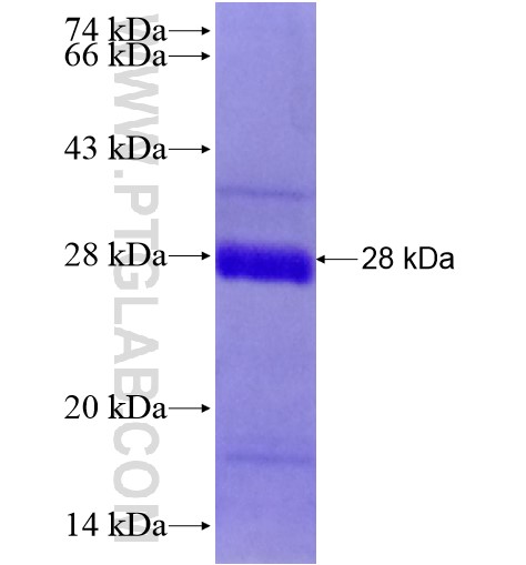 CLDN7 fusion protein Ag28363 SDS-PAGE