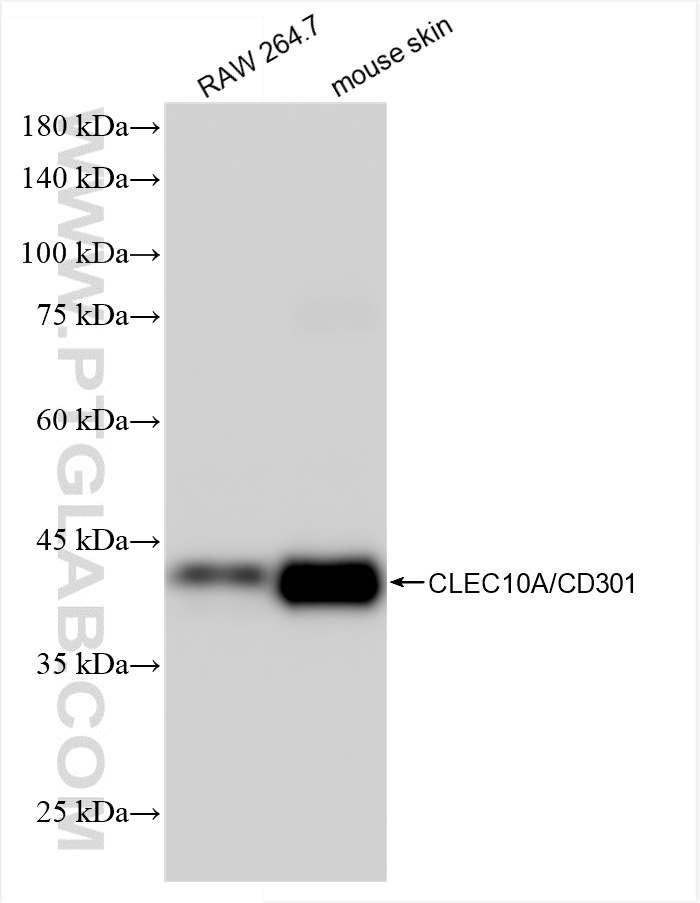 WB analysis of RAW 264.7 using 85911-5-RR (same clone as 85911-5-PBS)