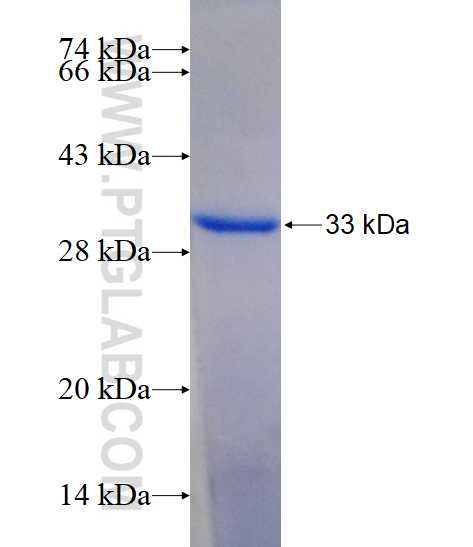 CLEC10A fusion protein Ag14477 SDS-PAGE