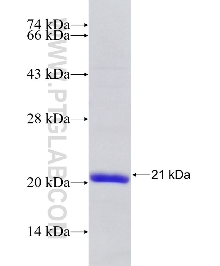 CLEC12B fusion protein Ag23396 SDS-PAGE