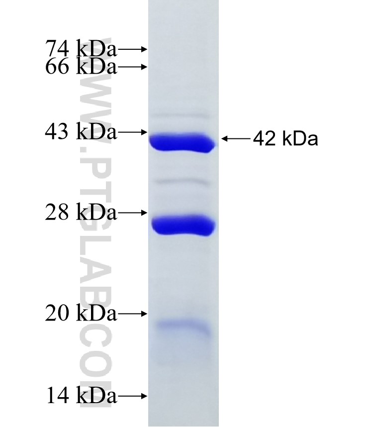 CLEC16A fusion protein Ag24268 SDS-PAGE