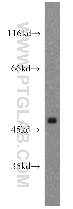WB analysis of HeLa using 21013-1-AP