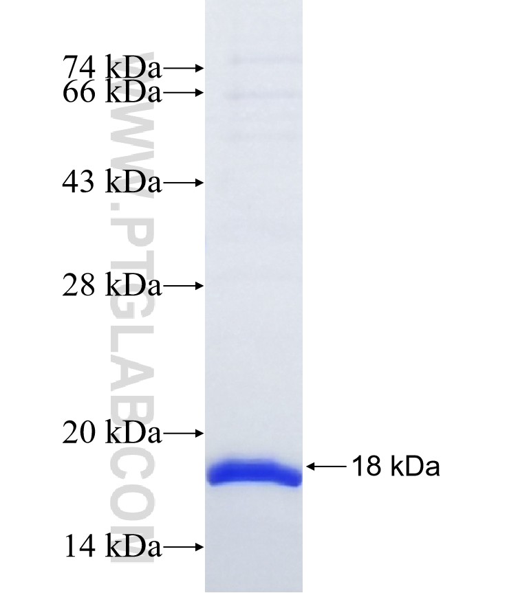 CLEC2A fusion protein Ag37263 SDS-PAGE CLEC2A fusion protein Ag37263 SDS-PAGE