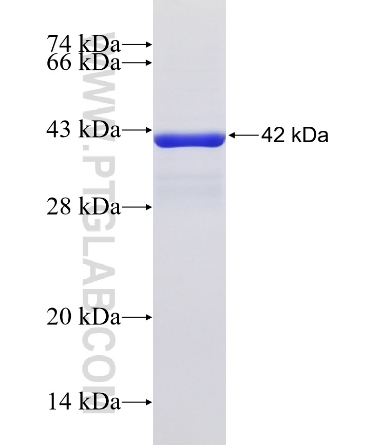 CLEC2D fusion protein Ag32392 SDS-PAGE CLEC2D fusion protein Ag32392 SDS-PAGE