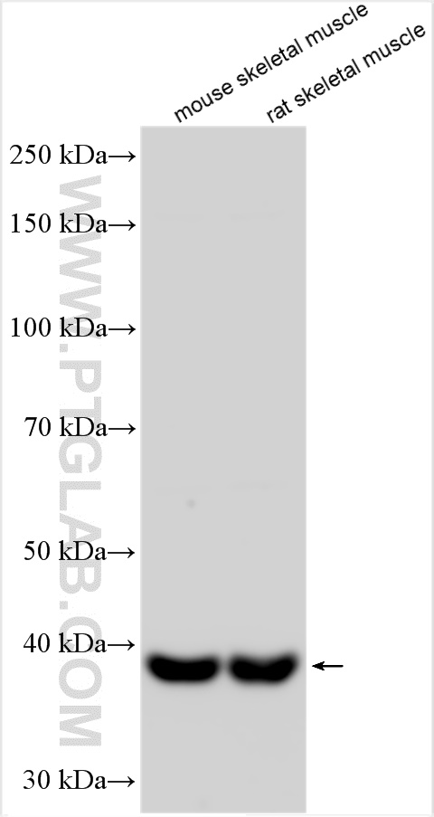 WB analysis using 31928-1-AP
