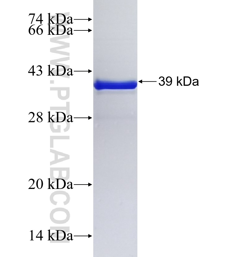 CLEC2L fusion protein Ag35450 SDS-PAGE