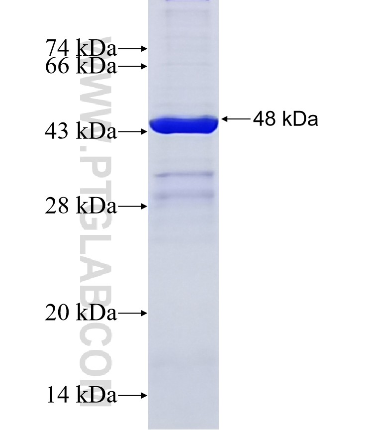 CLEC3A fusion protein Ag15667 SDS-PAGE