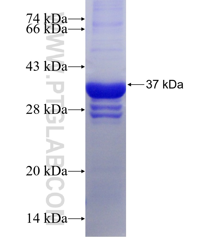 CLEC3B fusion protein Ag14147 SDS-PAGE