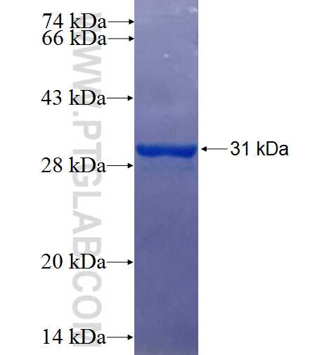 CLEC4A fusion protein Ag25295 SDS-PAGE