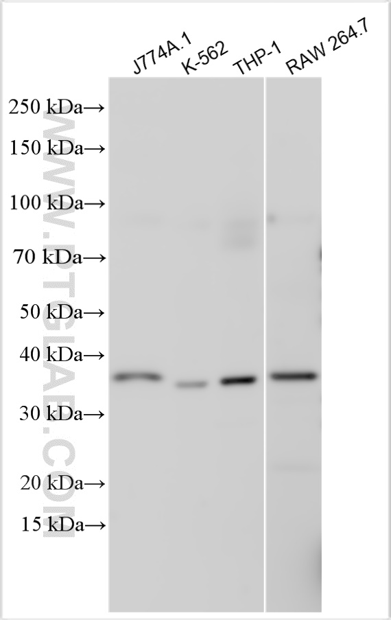 WB analysis using 18248-1-AP