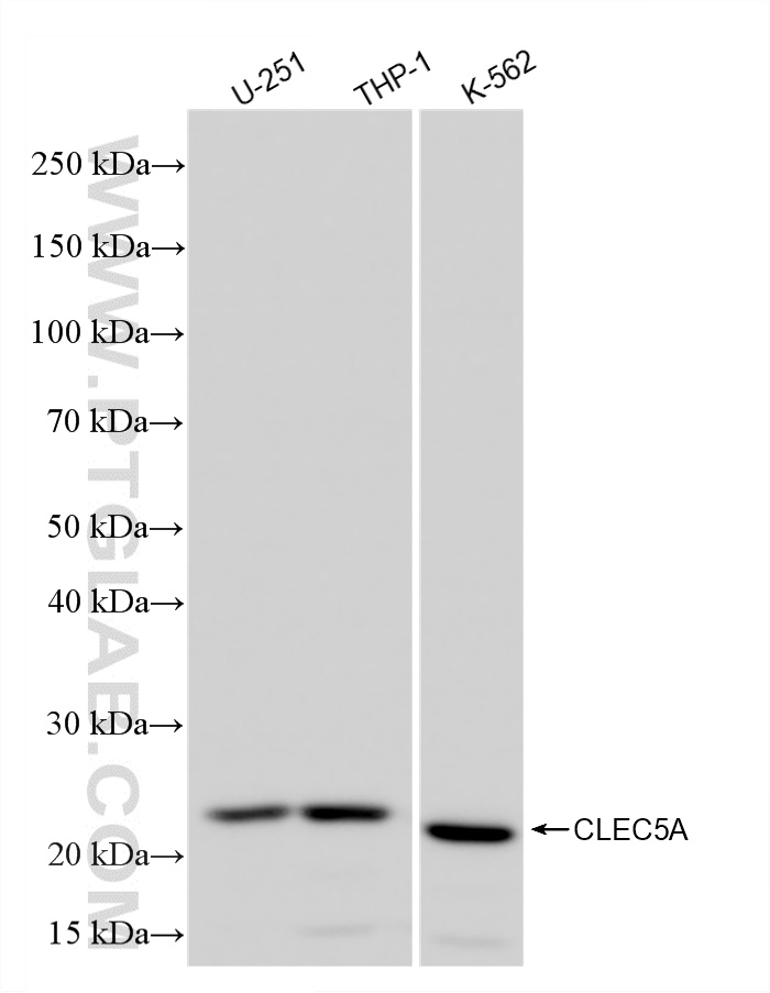 WB analysis using 86633-2-RR (same clone as 86633-2-PBS)