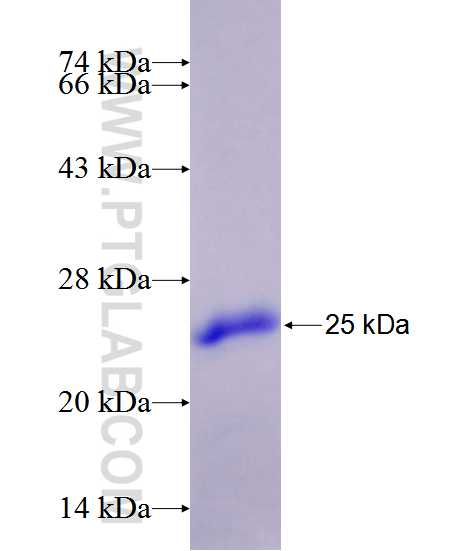 CLEC5A fusion protein Ag13030 SDS-PAGE
