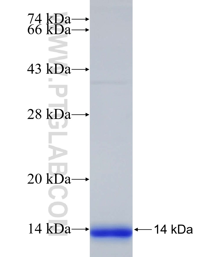 CLECL1 fusion protein Ag32738 SDS-PAGE