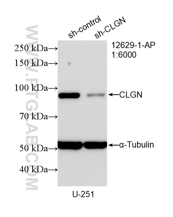 WB analysis of U-251 using 12629-1-AP