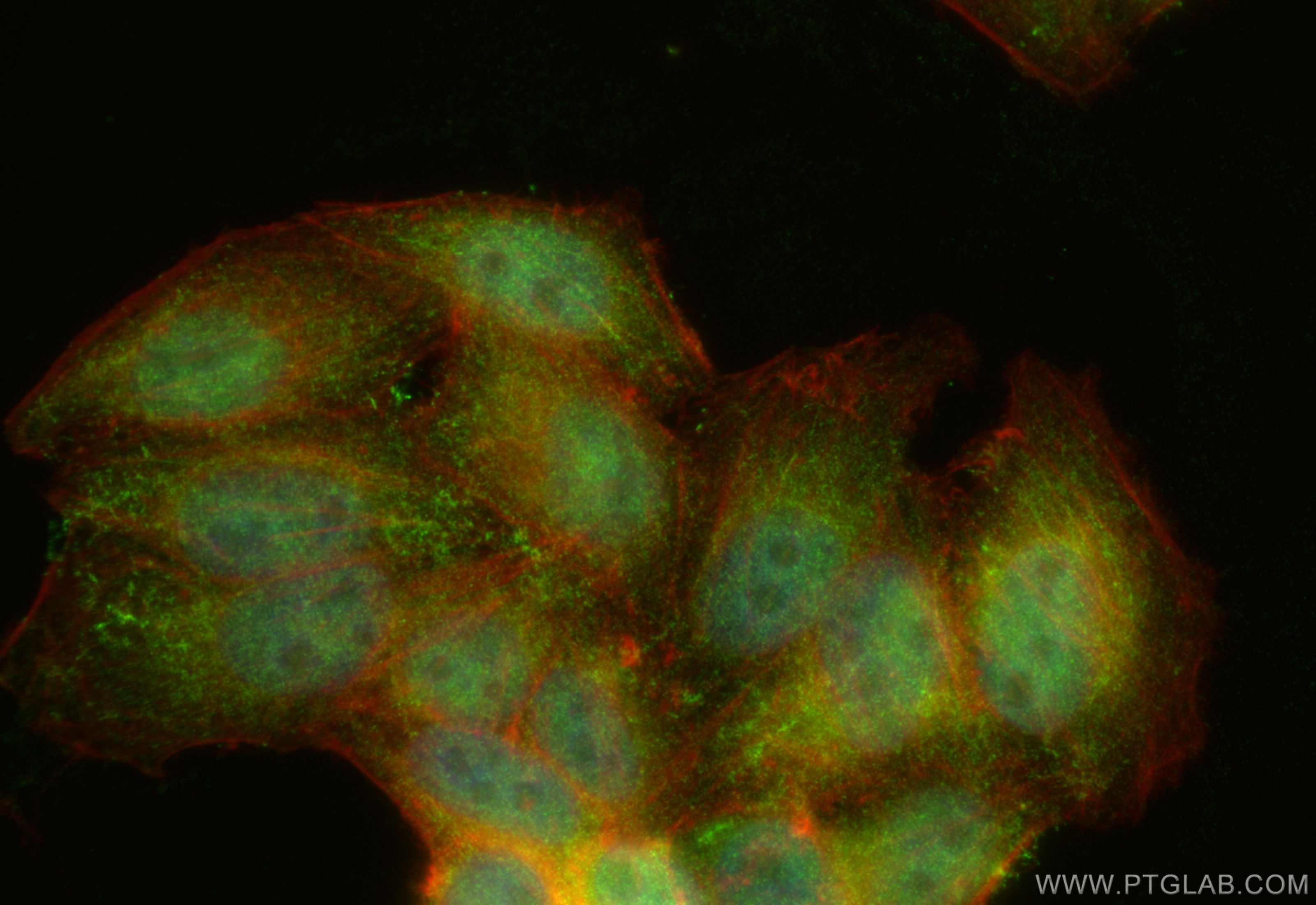 IF Staining of HepG2 using 14545-1-AP