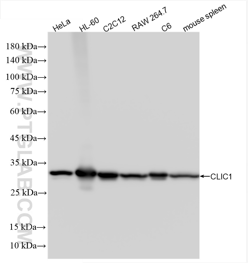 WB analysis using 85831-4-RR
