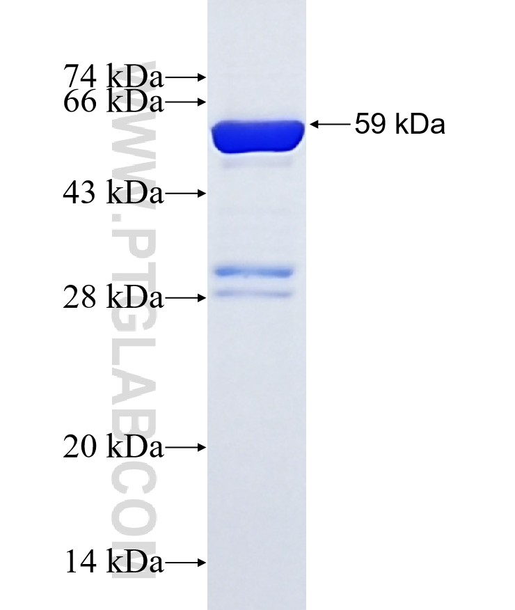 CLIC1 fusion protein Ag6049 SDS-PAGE