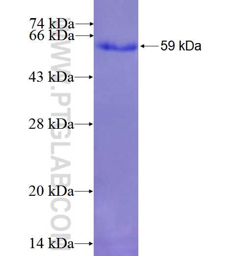 CLINT1 fusion protein Ag0754 SDS-PAGE