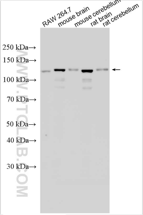 WB analysis using 25088-1-AP