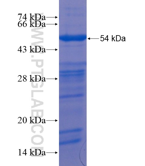 CLIP1 fusion protein Ag20811 SDS-PAGE