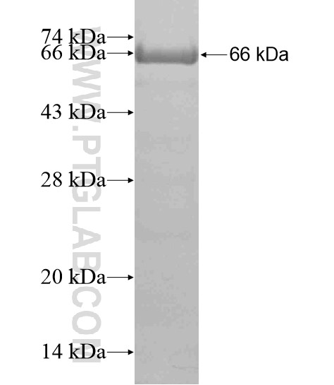 CLIP2 fusion protein Ag18692 SDS-PAGE