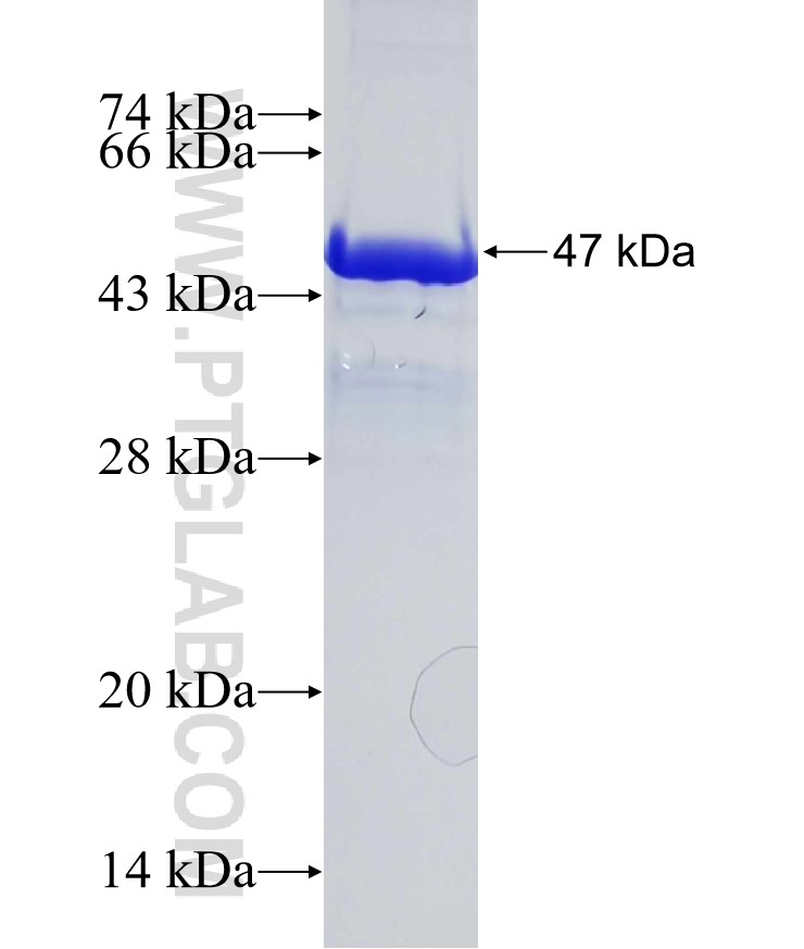 CLIP2 fusion protein Ag18902 SDS-PAGE