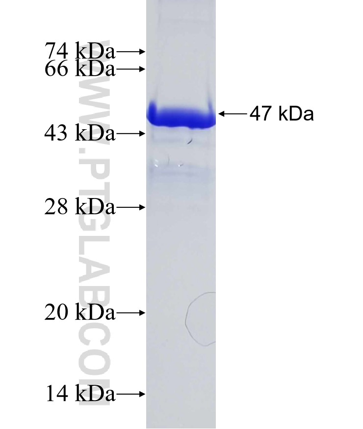 CLIP2 fusion protein Ag18902 SDS-PAGE