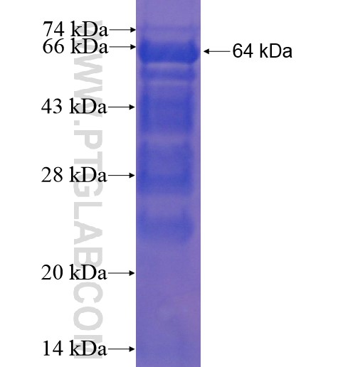 CLIP4 fusion protein Ag10590 SDS-PAGE