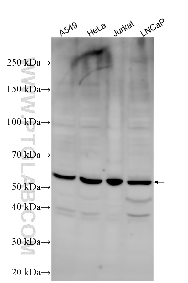 Various lysates were subjected to SDS PAGE followed by western blot with 20439-1-AP (CLK1 antibody) at dilution of 1:1000 incubated at room temperature for 1.5 hours. WB analysis using 20439-1-AP