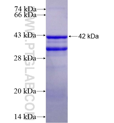 CLK1 fusion protein Ag14214 SDS-PAGE