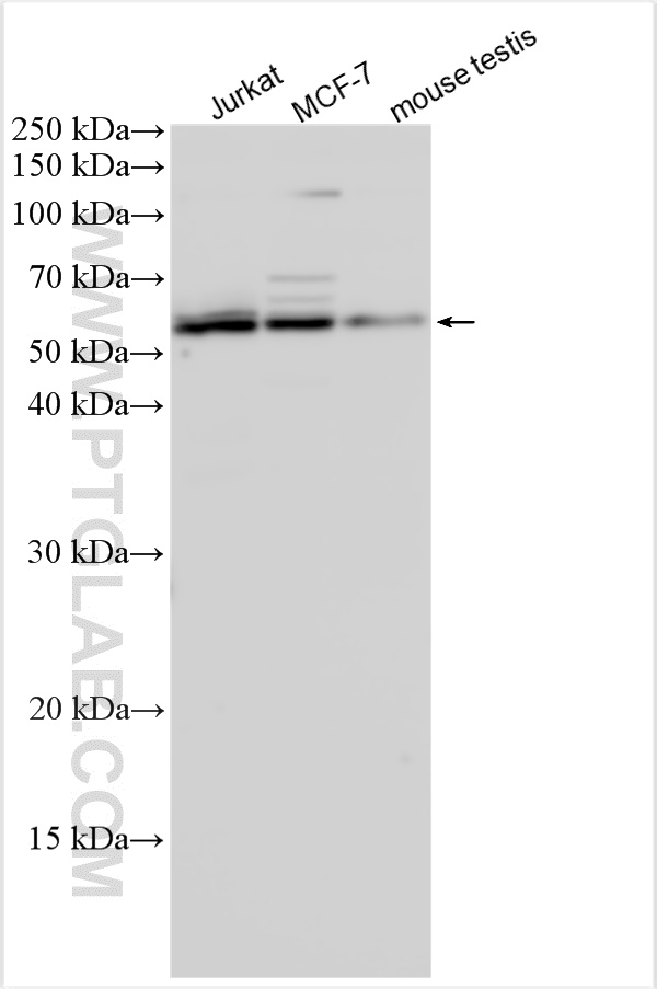 WB analysis using 28037-1-AP