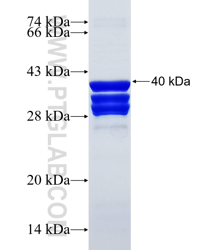 CLK4 fusion protein Ag34446 SDS-PAGE