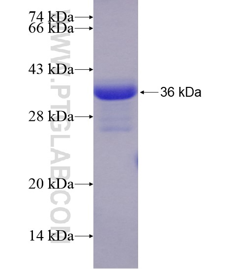 CLNS1A fusion protein Ag28730 SDS-PAGE